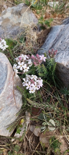 Arjona tuberosa (Arjona tuberosa)