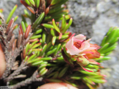 Erica depressa