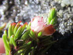 Erica depressa