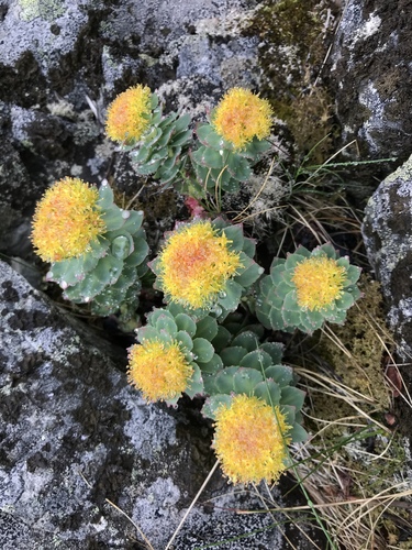Rhodiola rosea L.