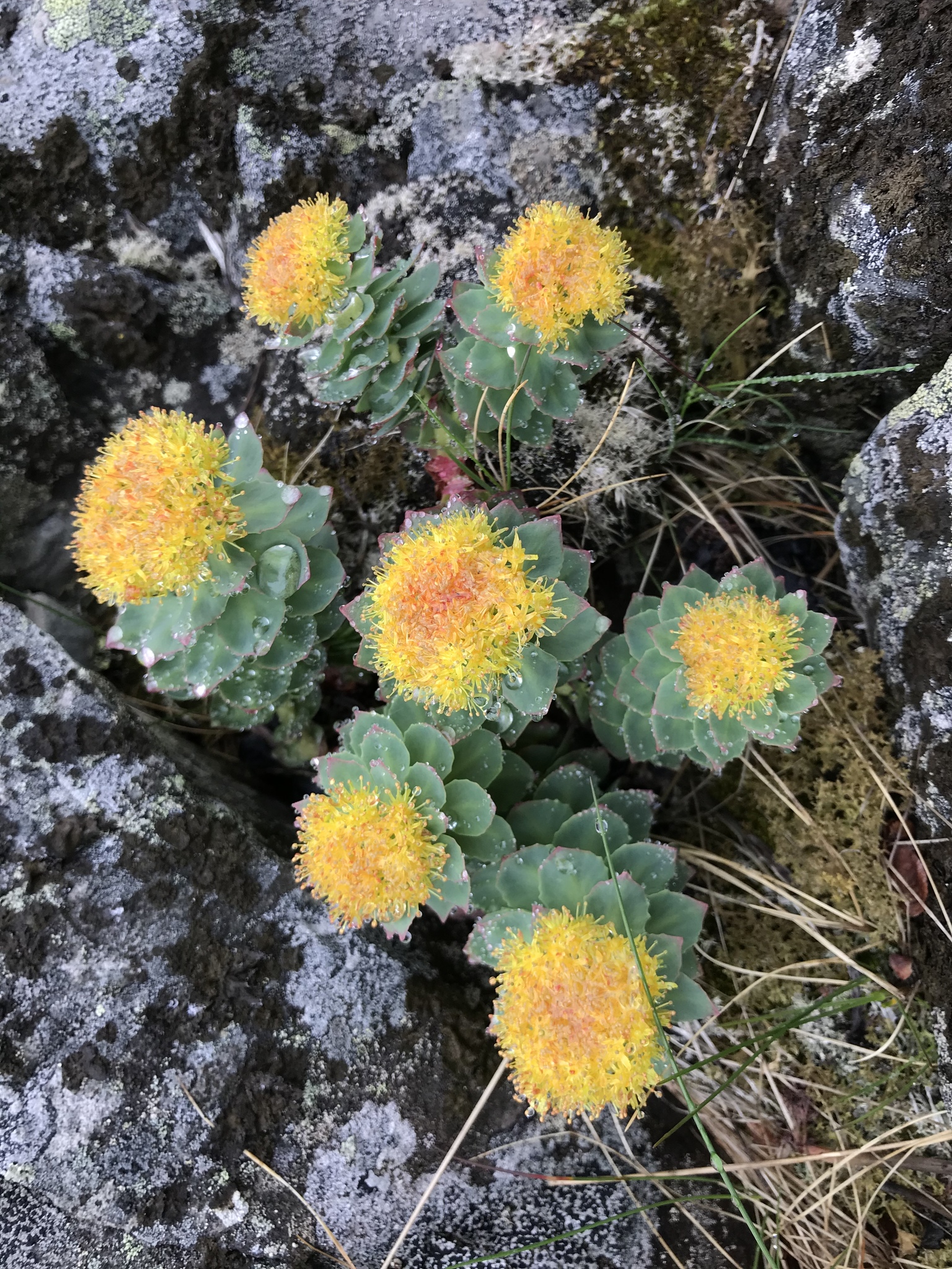 Rhodiola rosea