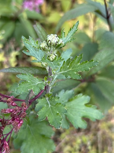 Chrysanthemum (Dendranthema x grandiflorum)