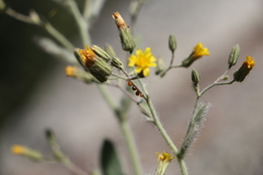 Pilosella horrida