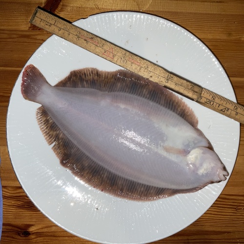 Lemon sole (Microstomus kitt) — Pleuronectidae — 4