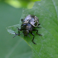 Calligrapha diversa
