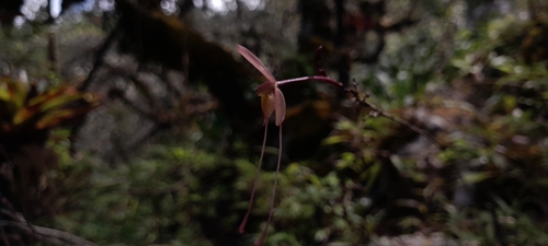 Epidendrum longipetalum A.Rich. & Galeotti 2