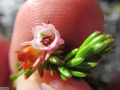 Erica depressa