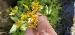 Senecio triangularis