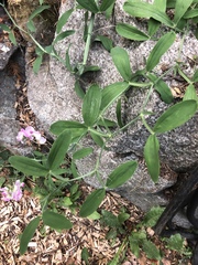 Lathyrus