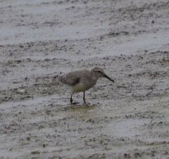 Calidris canutus rufa