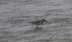 Calidris canutus rufa