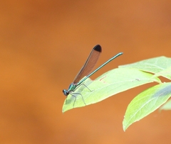 Calopteryx dimidiata