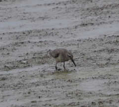 Calidris canutus rufa