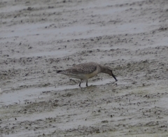 Calidris canutus rufa