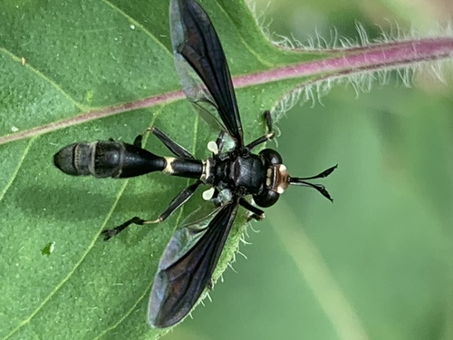 Eastern thick-headed fly