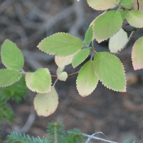 Image of Jamesia americana by (c) Desiree L. Narango, some rights reserved (CC BY)