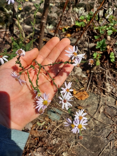 Image of Symphyotrichum undulatum by no rights reserved