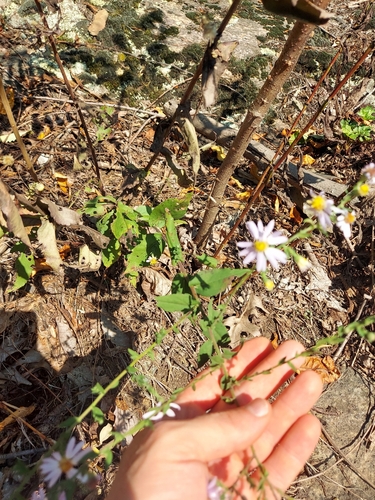 Image of Symphyotrichum undulatum by no rights reserved