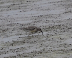 Calidris canutus rufa