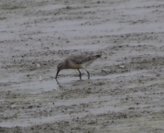 Calidris canutus rufa