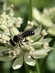 Cerotainia