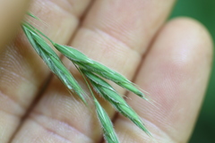 Bromus nottowayanus