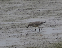 Calidris canutus rufa