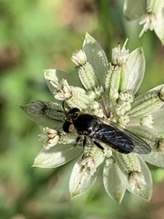 Cerotainia