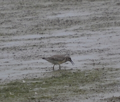 Calidris canutus rufa