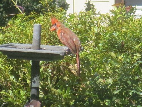 Northern Cardinal photographed in Georgia