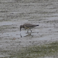 Calidris canutus rufa