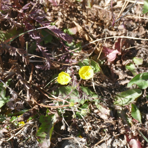 Image of Geum rossii by (c) Desiree L. Narango, some rights reserved (CC BY)