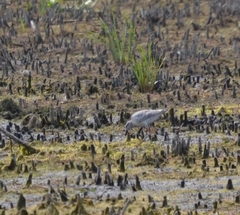 Calidris canutus rufa