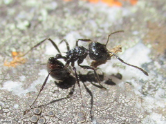 Myrmicaria nigra
