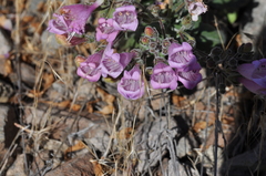 Penstemon richardsonii