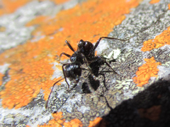 Myrmicaria nigra