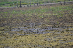 Calidris canutus rufa