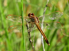 Libellula auripennis