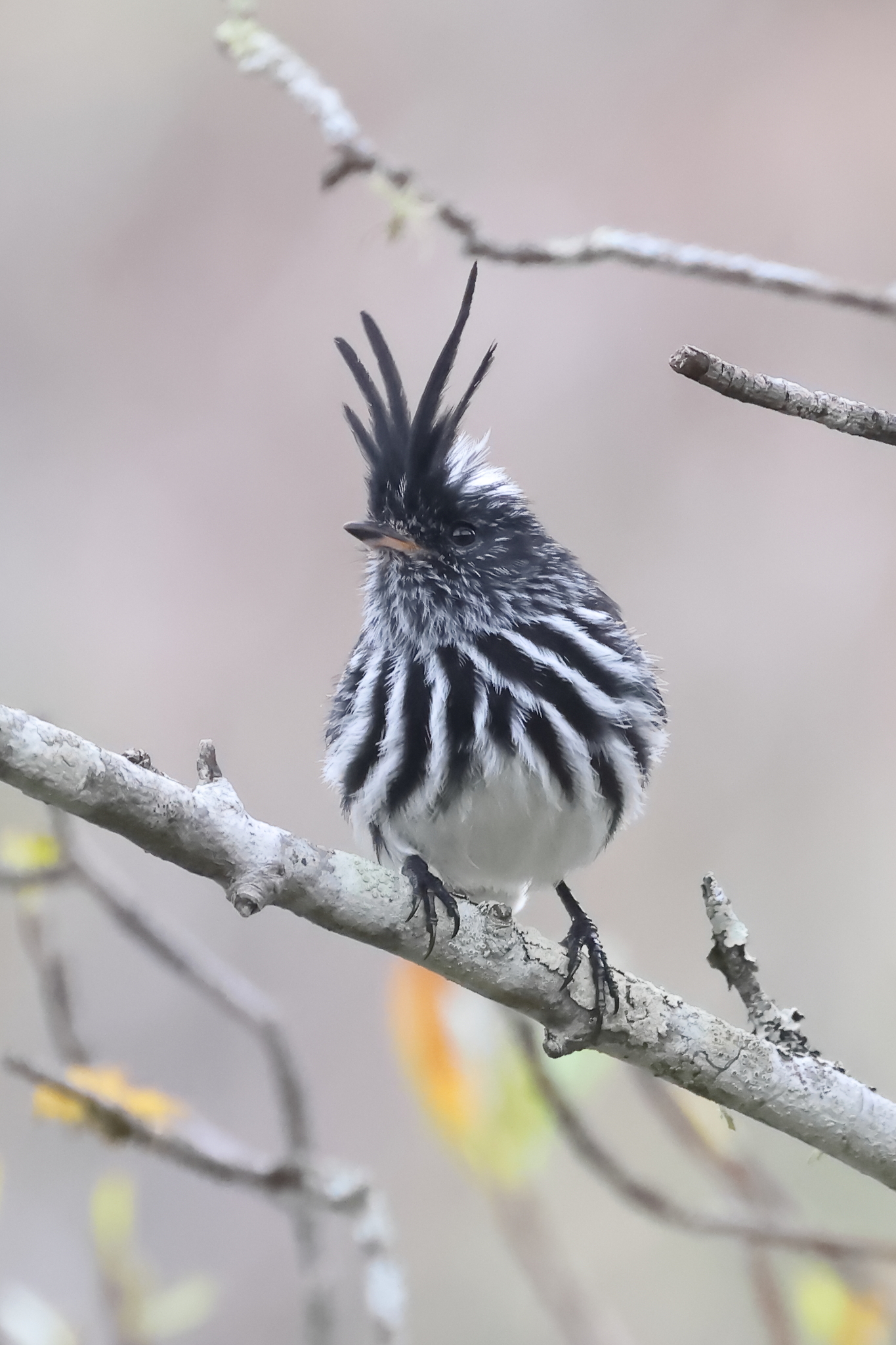 Black-crested Tit-Tyrant (Anairetes nigrocristatus), photo 4