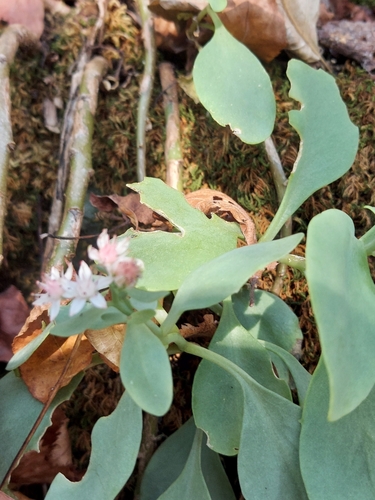 Image of Hylotelephium telephioides by no rights reserved
