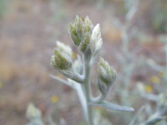 Pseudognaphalium thermale