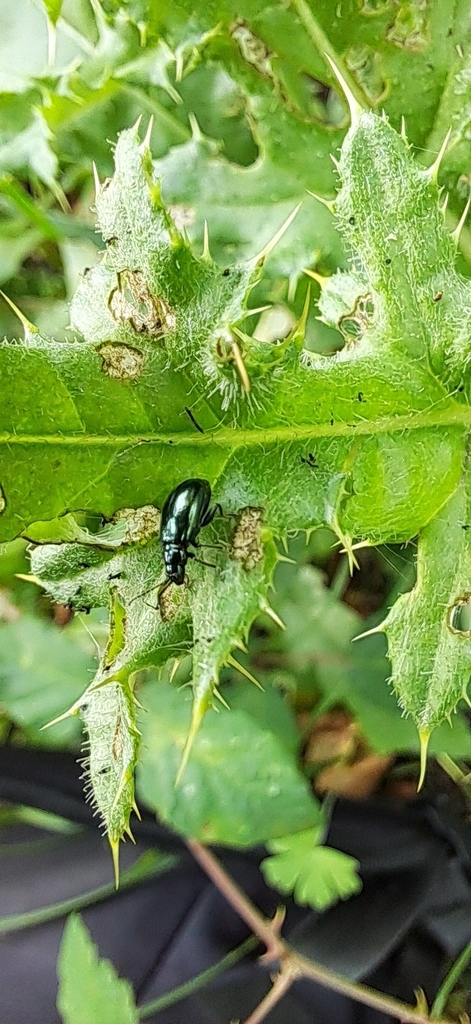 Altica carduorum