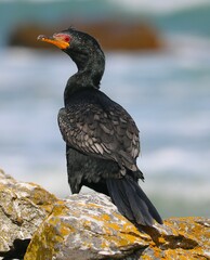 Crowned Cormorant photo 5