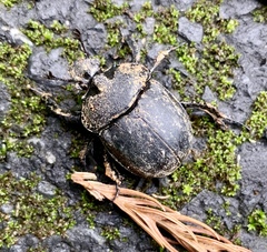 Enoplotrupes