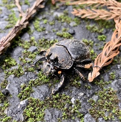 Enoplotrupes