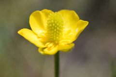 Ranunculus cardiophyllus
