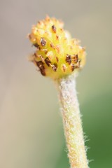 Ranunculus cardiophyllus