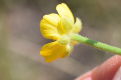 Ranunculus cardiophyllus