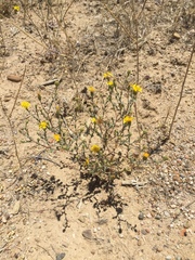Lessingia tenuis