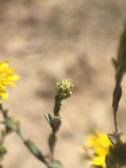 Lessingia tenuis